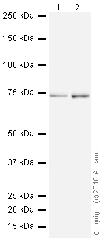 Western blot - HRP Anti-IMP3 antibody [EPR12021] (AB208869)