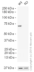 Western blot - HRP Anti-IMP3 antibody [EPR12021] (AB208869)