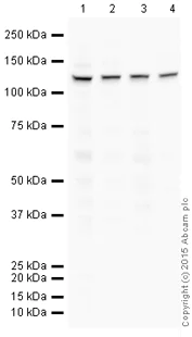 Western blot - HRP Anti-Insulin degrading enzyme / IDE antibody [EPR6099] (AB201836)