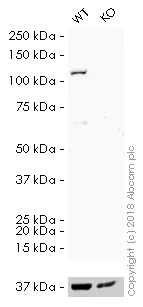Western blot - HRP Anti-Insulin degrading enzyme / IDE antibody [EPR6099] (AB201836)