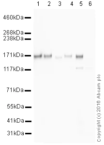 Western blot - HRP Anti-Integrin alpha 2 antibody [EPR17338] - C-terminal (AB209944)
