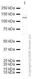 Western blot - HRP Anti-Integrin alpha V antibody [EPR16800] (AB205474), expandable thumbnail