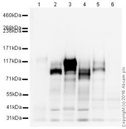 Western blot - HRP Anti-Integrin beta 1 antibody [EPR1040Y] (AB216295), expandable thumbnail