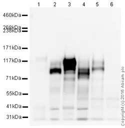 Western blot - HRP Anti-Integrin beta 1 antibody [EPR1040Y] (AB216295)