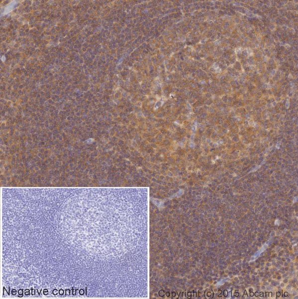 Immunohistochemistry (Formalin/PFA-fixed paraffin-embedded sections) - HRP Anti-IRF3 antibody [EPR2418Y] (AB205443)