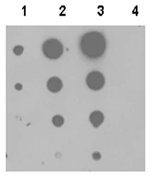 Dot Blot - HRP Anti-JAK1 (phospho Y1034 + Y1035) antibody [EPR1899(2)] (AB215338)