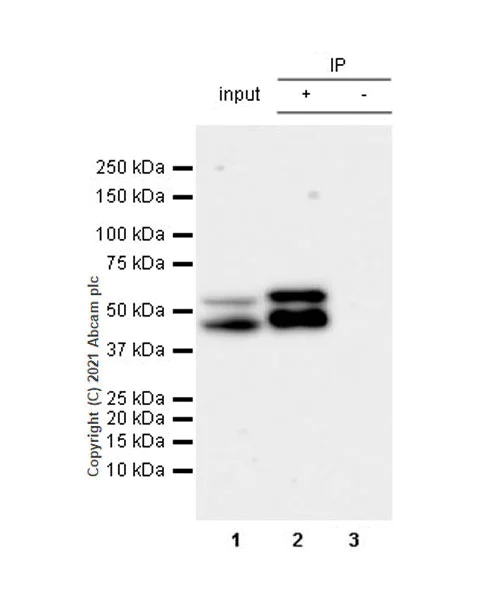 Immunoprecipitation - HRP Anti-JNK1 + JNK2 + JNK3 antibody [EPR18841-95] (AB237119)