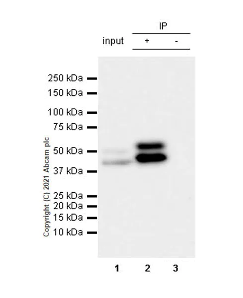 Immunoprecipitation - HRP Anti-JNK1 + JNK2 + JNK3 antibody [EPR18841-95] (AB237119)