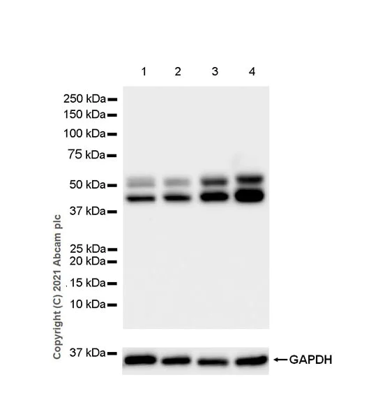 Western blot - HRP Anti-JNK1 + JNK2 + JNK3 antibody [EPR18841-95] (AB237119)