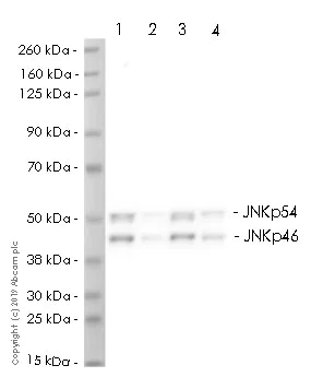 Western blot - HRP Anti-JNK1 + JNK2 + JNK3 antibody [EPR18841-95] (AB237119)