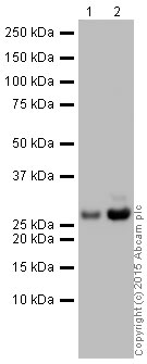 Western blot - HRP Anti-Kappa light chain antibody [EPR5367-8] (AB202549), expandable thumbnail
