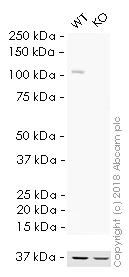 Western blot - HRP Anti-KDM1/LSD1 antibody [EPR6825] - Nuclear Marker (AB195897)