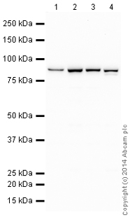 Western blot - HRP Anti-Ku80 antibody [EPR3468] (AB199096), expandable thumbnail