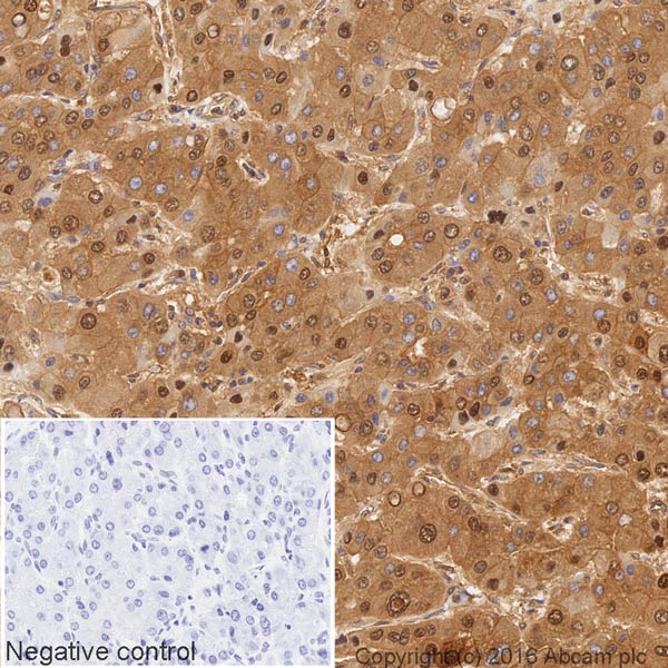 Immunohistochemistry (Formalin/PFA-fixed paraffin-embedded sections) - HRP Anti-Lactate Dehydrogenase antibody [EP1566Y] (AB202653), expandable thumbnail