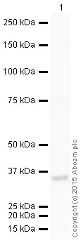 Western blot - HRP Anti-Lactate Dehydrogenase antibody [EP1566Y] (AB202653)