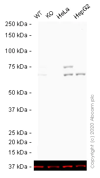 Western blot - HRP Anti-Lamin A + Lamin C antibody [EPR4100] - Nuclear Envelope Marker (AB193904)