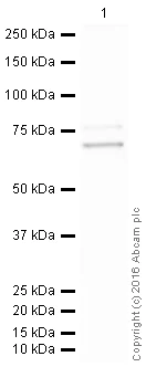 Western blot - HRP Anti-Lamin A + Lamin C antibody [EPR4100] - Nuclear Envelope Marker (AB193904)