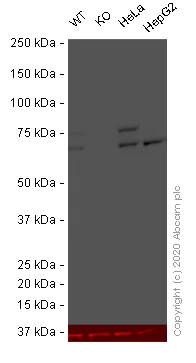 Western blot - HRP Anti-Lamin A + Lamin C antibody [JOL2] (AB196636)