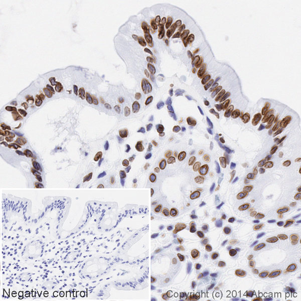 Immunohistochemistry (Formalin/PFA-fixed paraffin-embedded sections) - HRP Anti-Lamin B1 antibody [EPR8985(B)] - Nuclear Loading Control (AB194109), expandable thumbnail
