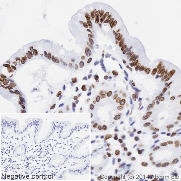 Immunohistochemistry (Formalin/PFA-fixed paraffin-embedded sections) - HRP Anti-Lamin B1 antibody [EPR8985(B)] - Nuclear Loading Control (AB194109)