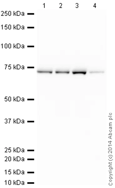 Western blot - HRP Anti-Lamin B1 antibody [EPR8985(B)] - Nuclear Loading Control (AB194109)
