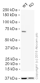 Western blot - HRP Anti-Lamin B1 antibody [EPR8985(B)] - Nuclear Loading Control (AB194109)