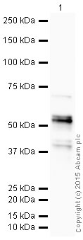 Western blot - HRP Anti-LEF1 antibody [EPR2029Y] (AB197623)
