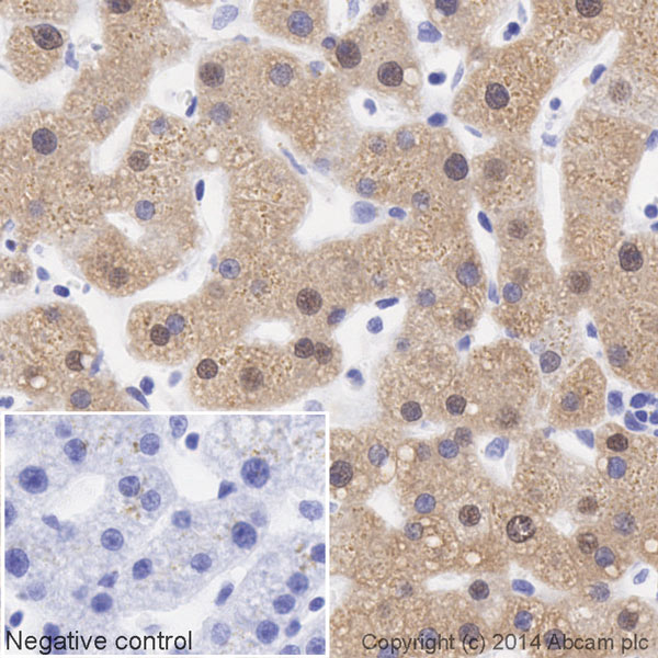 Immunohistochemistry (Formalin/PFA-fixed paraffin-embedded sections) - HRP Anti-Liver Arginase antibody [EPR6672(B)] (AB195510), expandable thumbnail