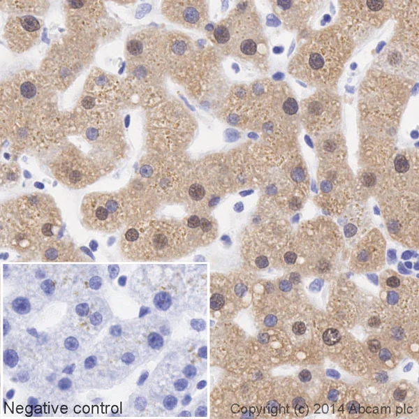 Immunohistochemistry (Formalin/PFA-fixed paraffin-embedded sections) - HRP Anti-Liver Arginase antibody [EPR6672(B)] (AB195510)