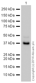 Western blot - HRP Anti-Liver Arginase antibody [EPR6672(B)] (AB195510), expandable thumbnail