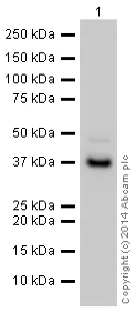 Western blot - HRP Anti-Liver Arginase antibody [EPR6672(B)] (AB195510)