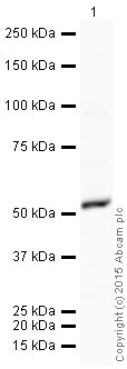 Western blot - HRP Anti-LOXL2 antibody [EPR12733] - C-terminal (AB202536)