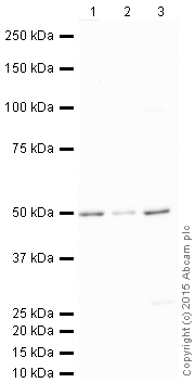 Western blot - HRP Anti-LXR alpha antibody [EPR6508(N)] (AB205874), expandable thumbnail