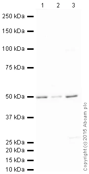 Western blot - HRP Anti-LXR alpha antibody [EPR6508(N)] (AB205874)