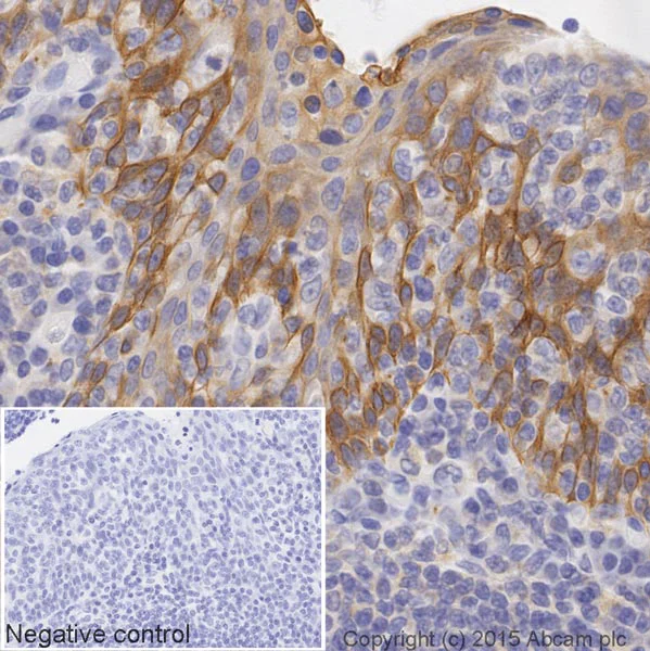 Immunohistochemistry (Formalin/PFA-fixed paraffin-embedded sections) - HRP Anti-M-CSF antibody [EP1179Y] (AB206234)