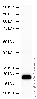 Western blot - HRP Anti-M-CSF antibody [EP1179Y] (AB206234)