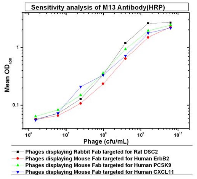 Indirect ELISA - HRP Anti-M13 Bacteriophage antibody [MM05] (AB305291)