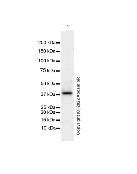 Western blot - HRP Anti-Maltose Binding Protein antibody [EPR4744] (AB300054)
