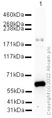 Western blot - HRP Anti-Mannose Receptor antibody [EPR6828(B)] (AB195193)