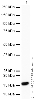 Western blot - HRP Anti-MAP1LC3A antibody [EP1528Y] - Autophagosome Marker (AB205439), expandable thumbnail