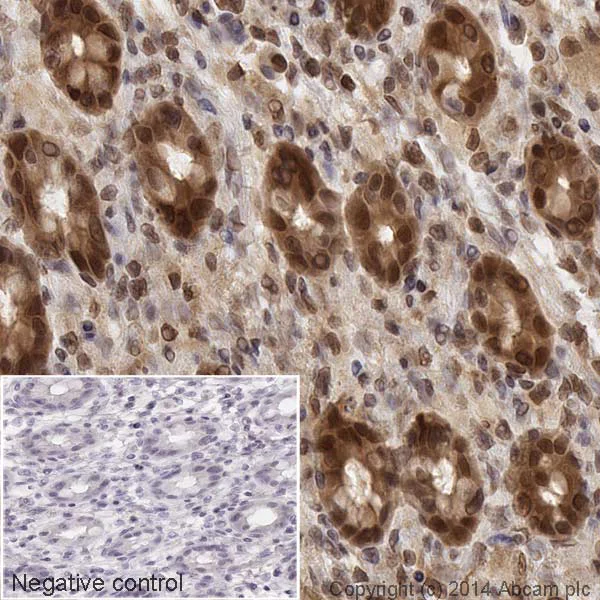 Immunohistochemistry (Formalin/PFA-fixed paraffin-embedded sections) - HRP Anti-MEK1 antibody [E342] (AB193987)