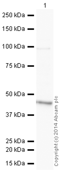 Western blot - HRP Anti-MEK1 antibody [E342] (AB193987), expandable thumbnail