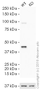 Western blot - HRP Anti-MEK1 antibody [E342] (AB193987), expandable thumbnail