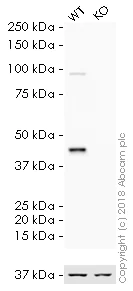 Western blot - HRP Anti-MEK1 antibody [E342] (AB193987)