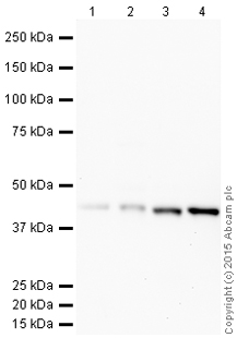 Western blot - HRP Anti-MEK1 + MEK2 antibody [EPR16667] (AB200179)