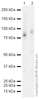 Western blot - HRP Anti-Melanoma gp100 antibody [EP4863(2)] (AB205469)