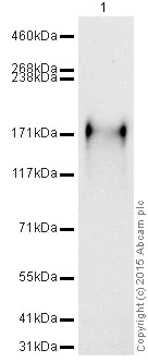 Western blot - HRP Anti-MERTK antibody [Y323] (AB197643)