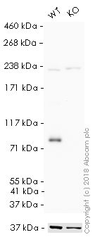 Western blot - HRP Anti-mH2A1 antibody [EPR9359(2)] (AB209320), expandable thumbnail