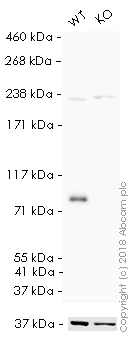 Western blot - HRP Anti-mH2A1 antibody [EPR9359(2)] (AB209320)