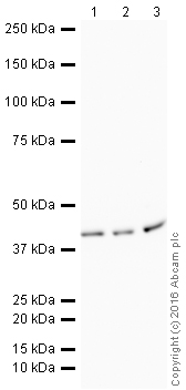 Western blot - HRP Anti-mH2A1 antibody [EPR9359(2)] (AB209320), expandable thumbnail